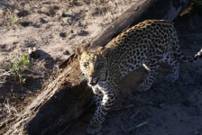image of animal