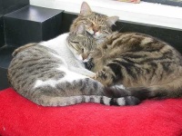 image of egyptian_cat