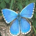 image of animal