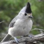 image of bird