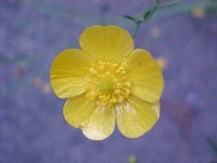image of flower