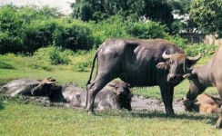 image of water_buffalo #23