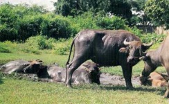 image of water_buffalo