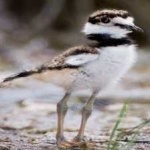 image of bird