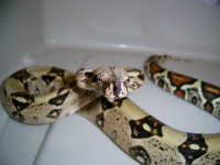 image of boa_constrictor #17