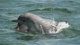 image of animal