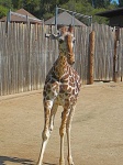 image of animal