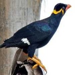 image of enggano_myna #9