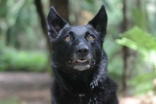 image of kelpie