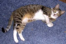 image of egyptian_cat