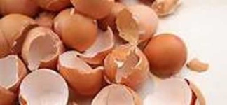 image of egg_shell