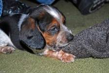 image of bluetick