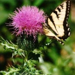 image of spear_thistle #37