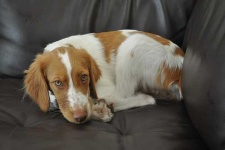 image of brittany_spaniel