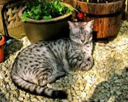 image of egyptian_mau #13