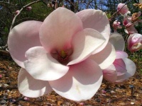 image of magnolia #24