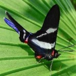 image of animal