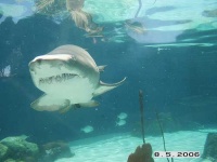 image of tiger_shark