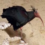 image of northern_bald_ibis #25