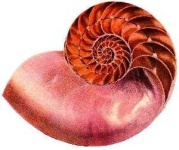 image of nautilus