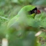 image of bird