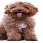 image of animal