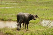 image of water_buffalo