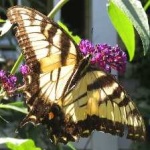 image of butterfly #32