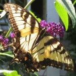 image of animal
