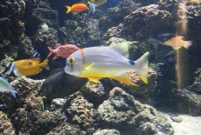 image of anemone_fish