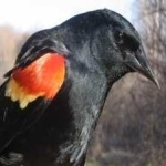 image of bird