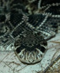 image of diamondback #28