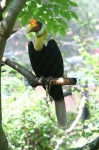 image of hornbill