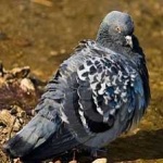 image of bird