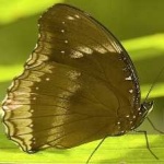 image of animal