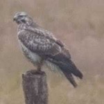 image of bird