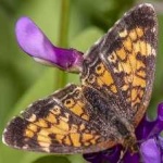 image of animal