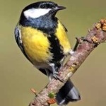 image of bird