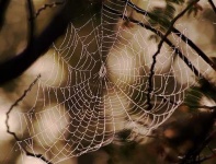 image of spider_web