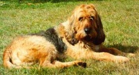image of otterhound