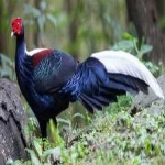 image of bulwers_pheasant #12