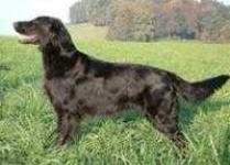 image of flat_coated_retriever