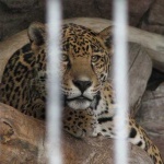 image of jaguar_car