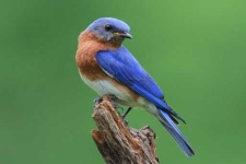 image of bluebird