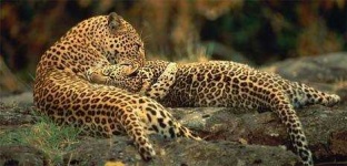 image of leopard