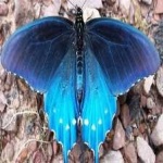 image of animal