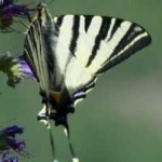 image of animal
