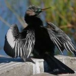 image of bird