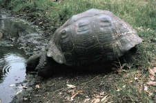 image of animal