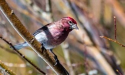 image of finch